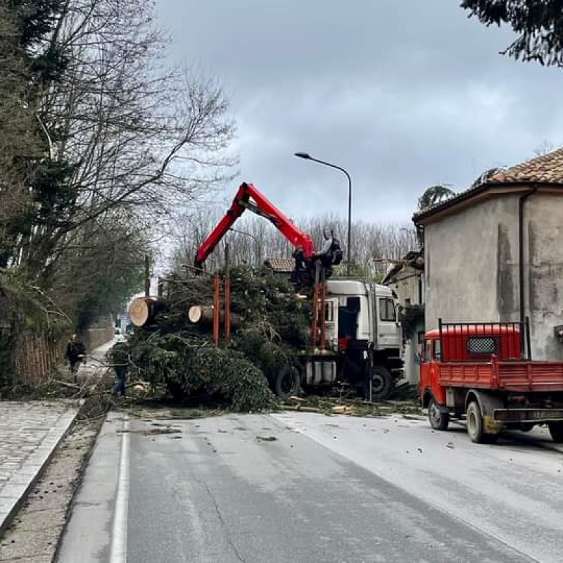 Serra San Bruno, albero si schianta per il vento. Solo paura e disagi alla circolazione