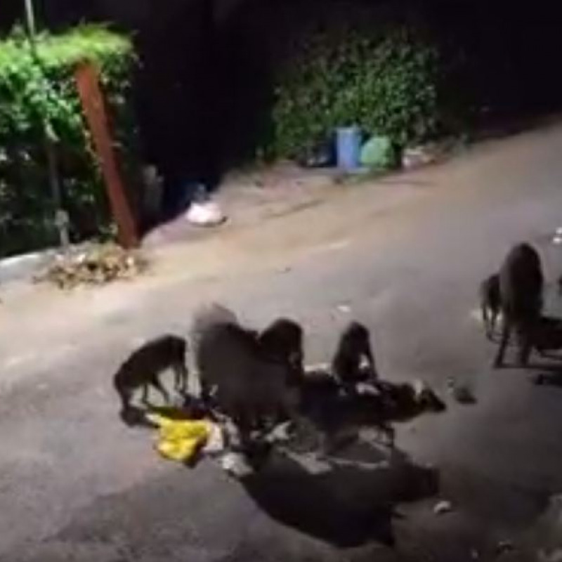 Estate a Sangineto, in attesa dei turisti spuntano... i cinghiali FOTO | VIDEO