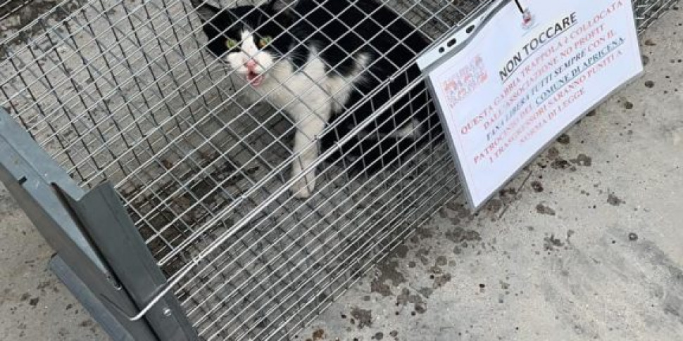Apricena: posizionate gabbie-trappole per gatti randagi - Gazzetta del Sud