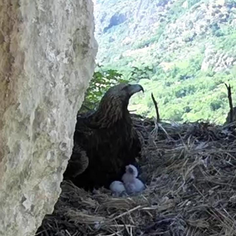 Un'immagine tratta dal nido telemonitorato dell'aquila reale ad Alcara Li Fusi