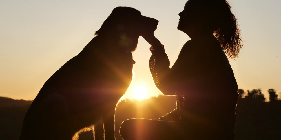 Cani meno addestrabili dopo la pandemia: lo stress da lockdown ha colpito anche gli amici a quattro zampe