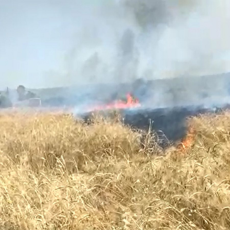 L’incendio che ha distrutto il campo coltivato a grano di Francesco Melograna