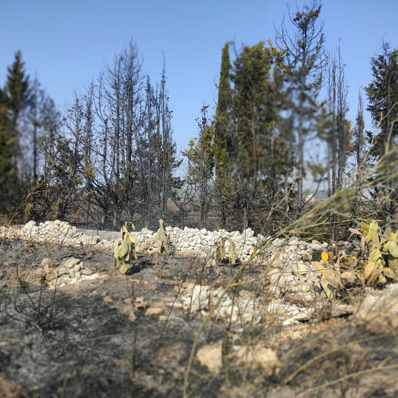 Incendio sul litorale leccese: in fumo 40 ettari di macchia mediterranea