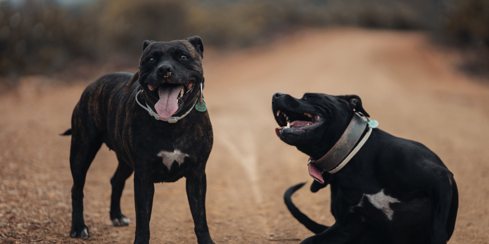 cuccioli di pitbull e amstaff in gabbia sotto il sole 4 in pericolo di vita scattano 10 sequestri