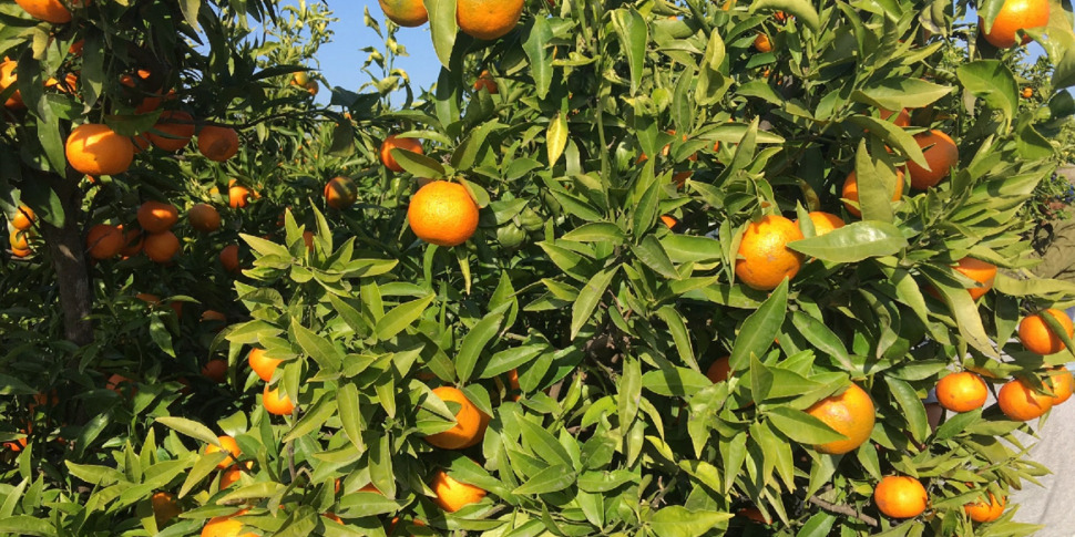 https://assets.gazzettadelsud.it/2022/12/Clementine-di-Sibari-970x485.jpg