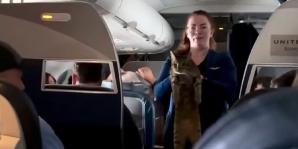 aerei sarà più facile trasportare cani o gatti in cabina da Feedpress.me aerei sarà più facile trasportare cani o gatti in cabina