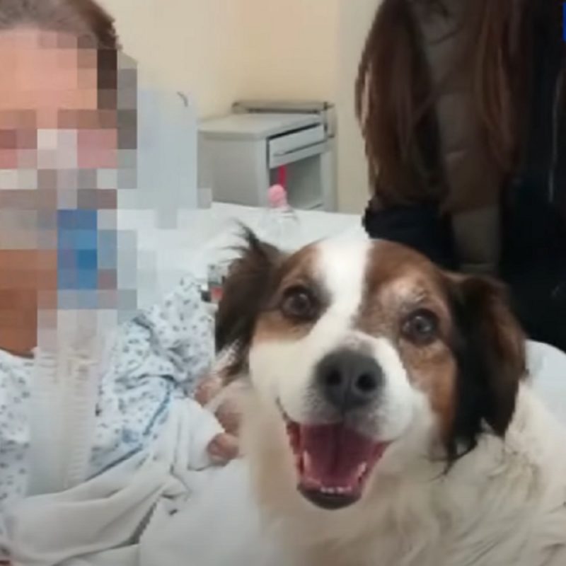 Il cane Lapo (fermo immagine di Teletruria)