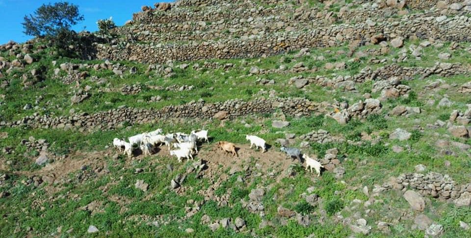 Alicudi, fenomeno da studiare: un'isola con 100 abitanti e... 600 capre ...
