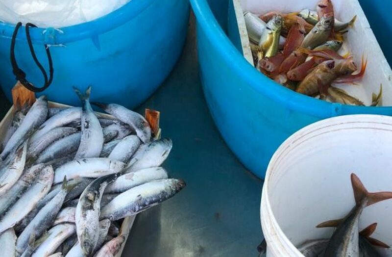 Messina, scoperti depositi sporchi e pesce putrefatto: denunciate 10 persone, sequestrata area 3000mq