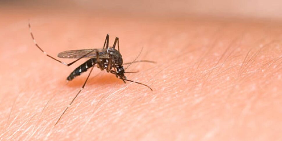 Zanzare e West Nile, i consigli utili di Messina servizi per evitare la proliferazione