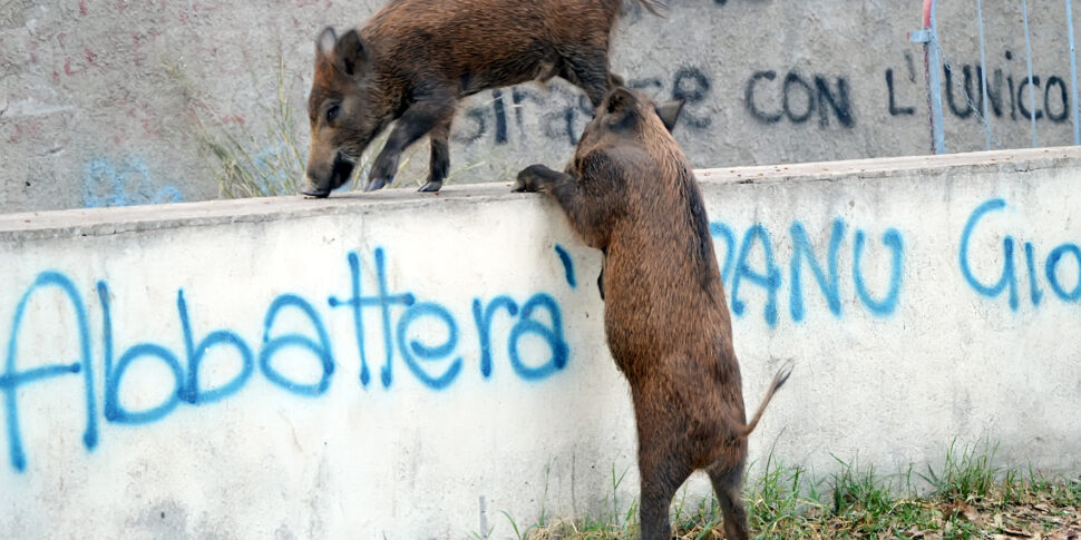 Caccia ai suini selvatici, abbattuti oltre mille capi