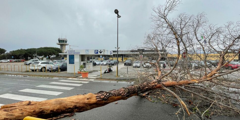 La Furia Del Maltempo Su Reggio Alberi Sradicati E Disagi Sul Lungomare Foto Video Gazzetta