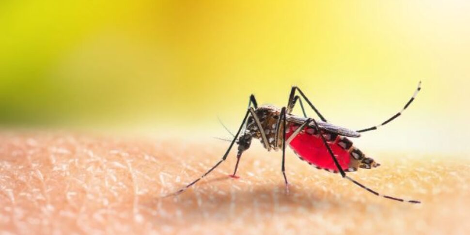 https://assets.gazzettadelsud.it/2023/06/dengue-970x485.jpg