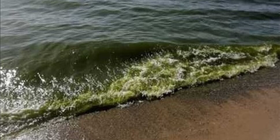 A Pizzo il mare diventa di nuovo “verde”: i fertilizzanti fanno