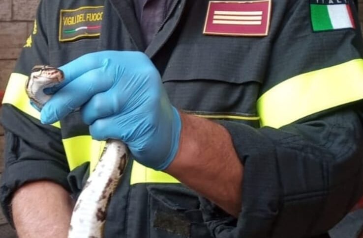 Connex Metrax dei Vigili Del Fuoco moschettone 6 X 60 ZINCATA
