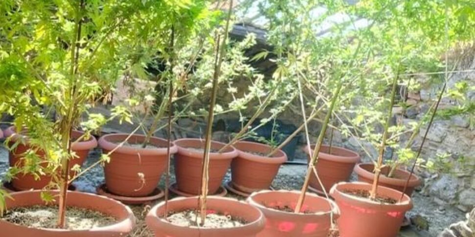 immensa piantagione di marijuana dentro un casolare sequestrate piante per 3 milioni di euro a palermo