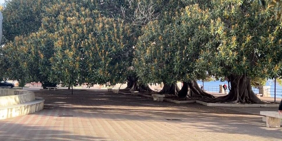 Messina, alberi secolari: sono 15 gli esemplari in città dall'inestimabile valore naturalistico