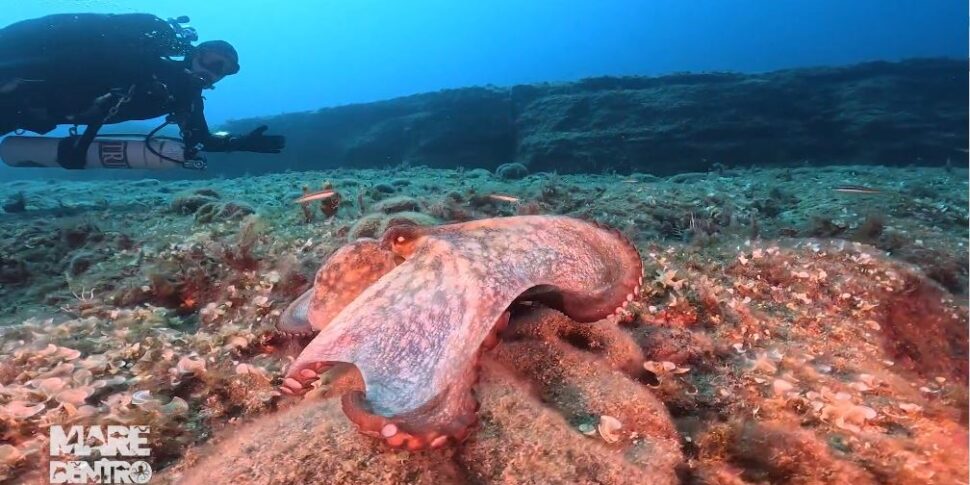 Mare Dentro, ecco lo "Scalone": un'incredibile area archeologica negli abissi