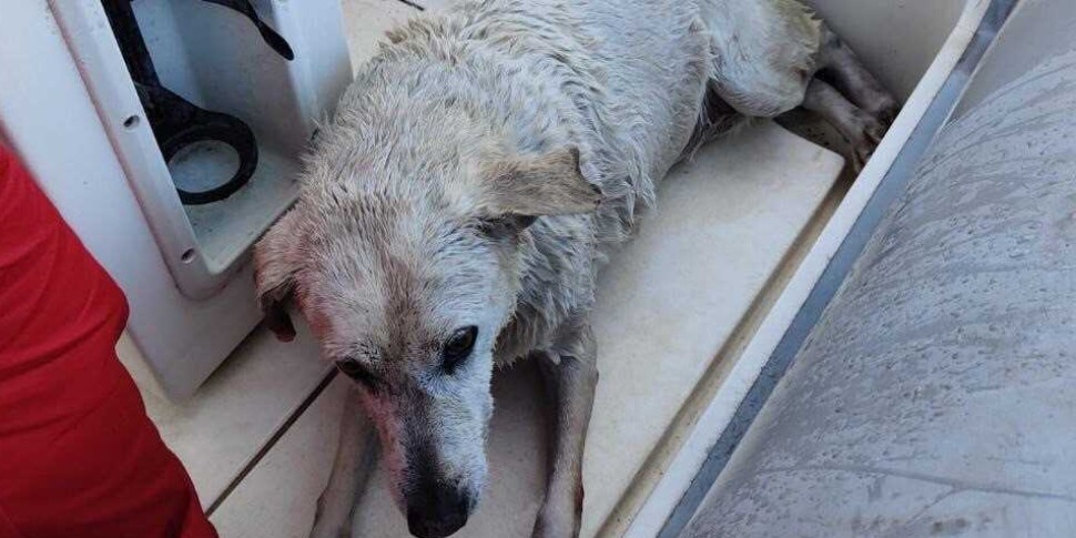 Messina, la piccola "Bianca" ricoverata all'Università dopo essere stata salvata in mare