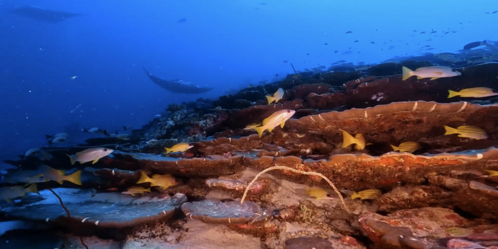 I subacquei di "Mare dentro" su un relitto alle Maldive