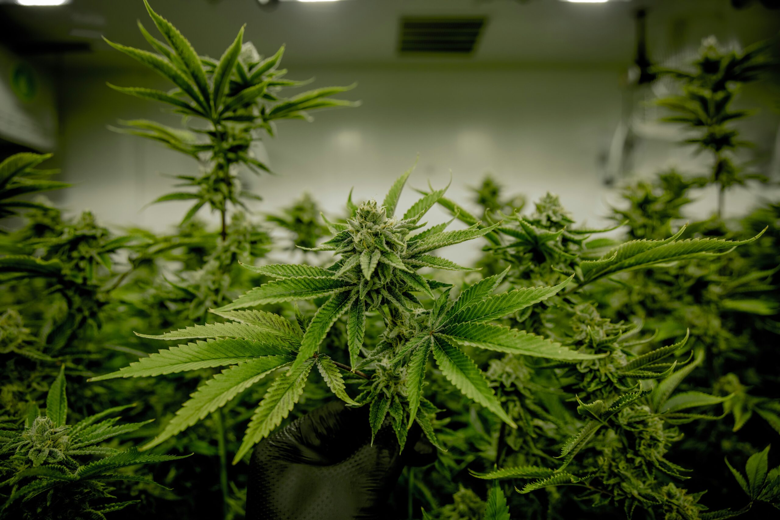La Germania legalizza la cannabis contro lo spaccio: ammessi consum… La Germania legalizza la cannabis contro lo spaccio: ammessi consum…