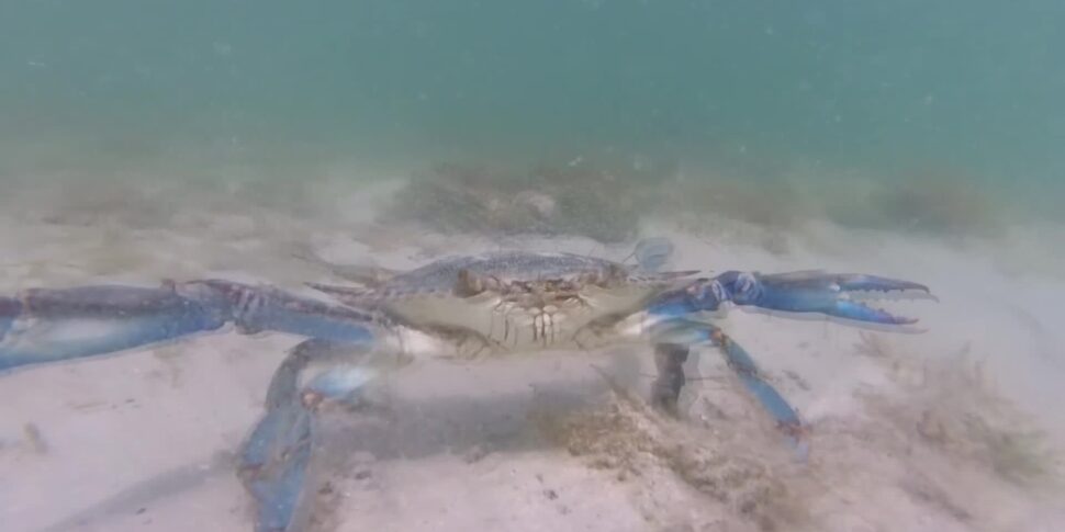 Il granchio blu al centro di uno studio dell'Università di Messina
