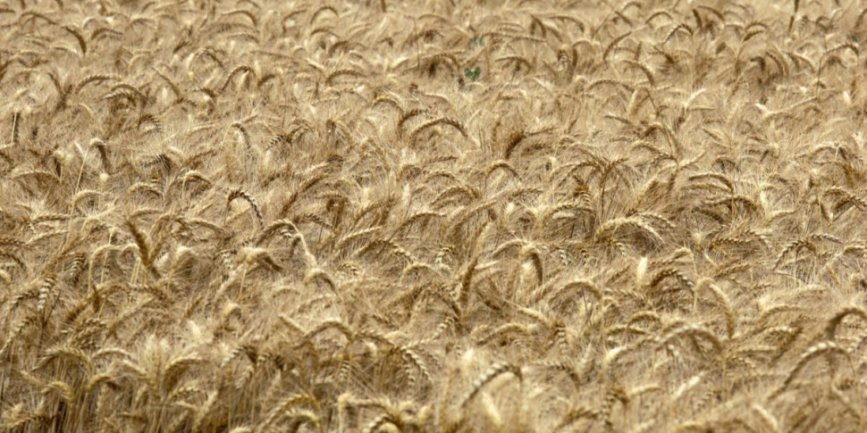 https://assets.gazzettadelsud.it/2024/03/dazi-ue-sul-grano-russo-sul-commercio-agroalimentare-tensioni-usa-cina-1846134-970x485.jpg