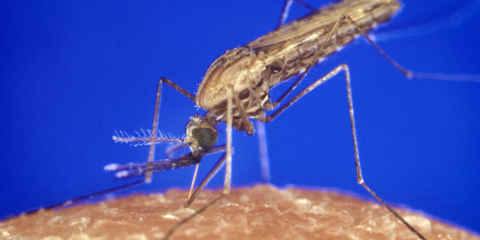 Puglia, ritrovata la zanzara anofele che trasmette la malaria