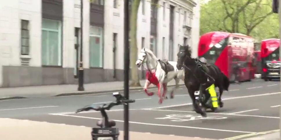 Cavalli in fuga nel centro di Londra, 4 feriti