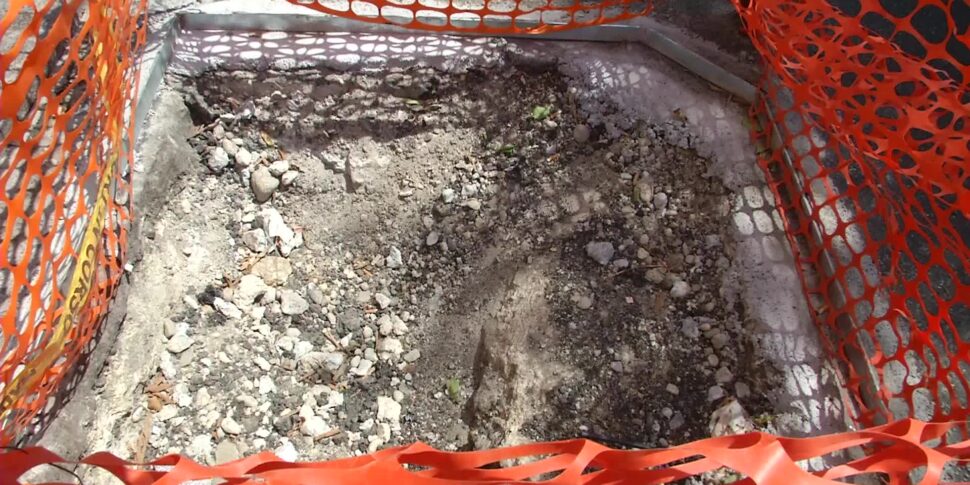 Messina, è ancora polemica sugli alberelli di Forestame