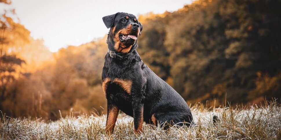 sbranato da due rottweiler muore 72enne nelle campagne del salento da Gazzettadelsud.it sbranato da due rottweiler muore 72enne nelle campagne del salento