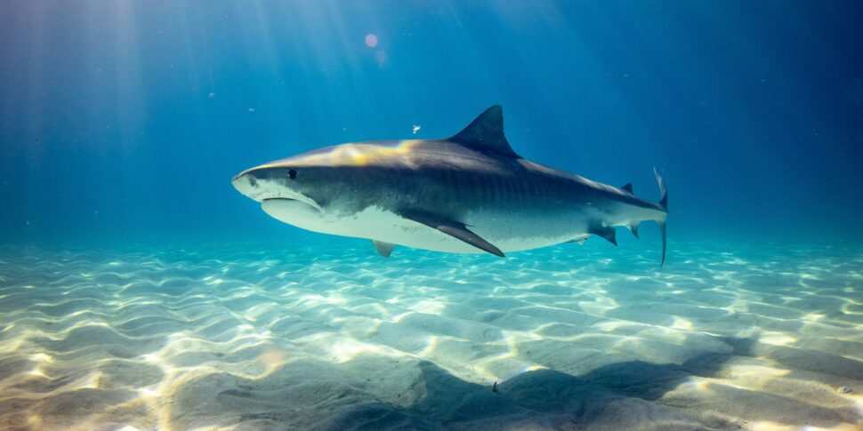 https://assets.gazzettadelsud.it/2024/09/Shark-970x485.jpg