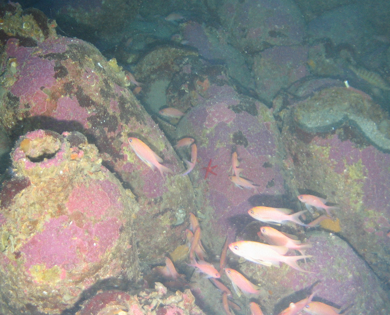 Caverna cui fondali del Golfo della California riscaldata dalla corrente idrotermale Jaich Maa (fonte: Schmidt Ocean Institute)