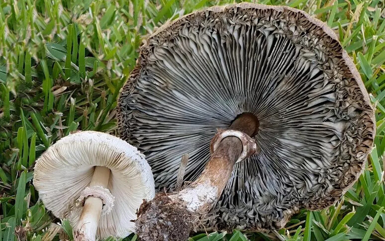 Gli regalano dei funghi, li mangia e muore: è accaduto nel Lodigiano