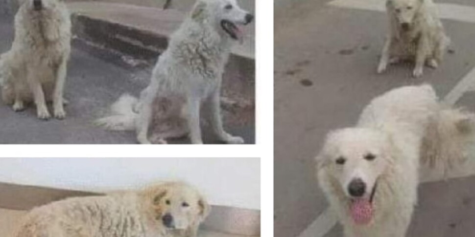 Due cani seviziati e uccisi, trovati con altri animali trucidati in un uliveto di Mazara del Vallo