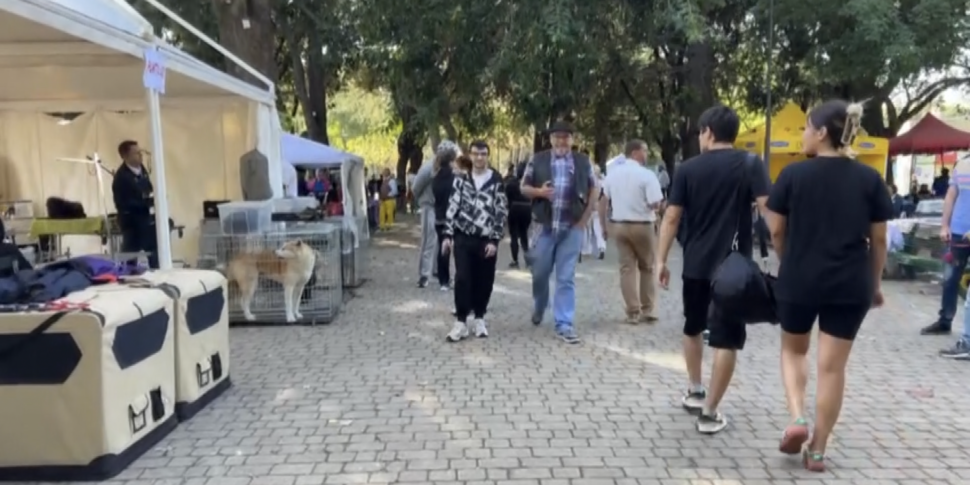 Messina, a villa Dante l'esposizione canina organizzata dal gruppo cinofilo peloritano