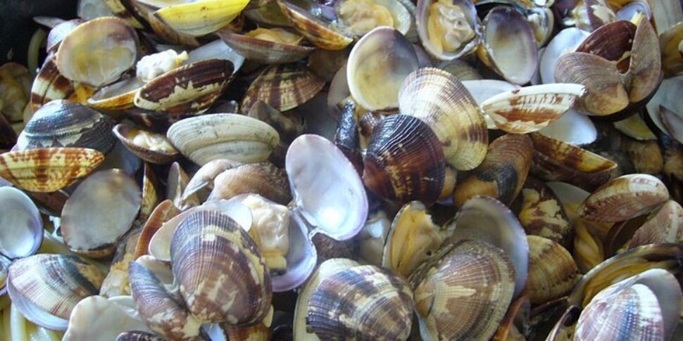 Addio vongole, dopo il granchio blu decimate dalla mucillagine: in fumo business da 300 milioni, impazza l’import