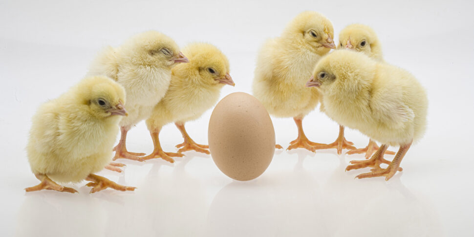 È nato prima l’uovo o la gallina? Ecco la risposta secondo uno studio dell’università di Ginevra