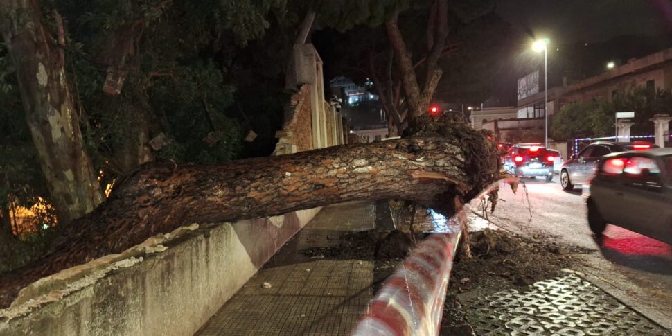 Messina, viale Giostra “ristretto” in tilt. Ramo sul controviale: è l'inferno
