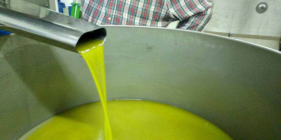 Olio, crollo della produzione del 60% in Calabria. Allarme per l’invasione tunisina e per le frodi