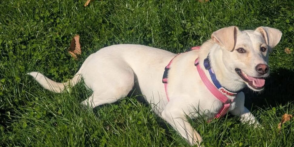 Ritrovata viva dopo 14 giorni la cagnolina Kate: sopravvissuta al gelo dell