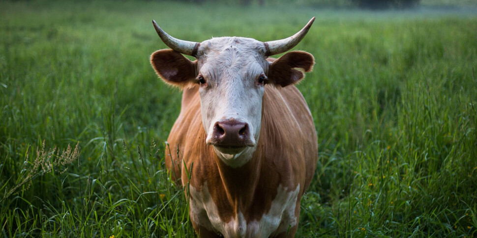 Nasce Hilda, la mucca geneticamente modificata che non inquina