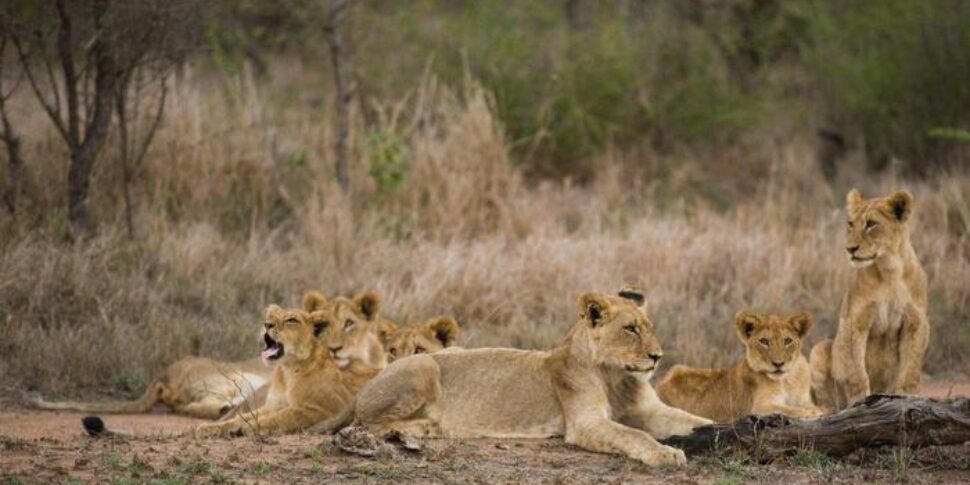 A 8 anni sopravvive 5 giorni in un parco con 40 leoni in Zimbabwe