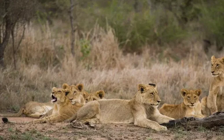 Un bambino di otto anni sopravvive cinque giorni in un parco con leoni in Zimbabwe