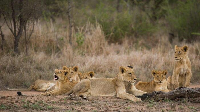 A 8 anni sopravvive 5 giorni in un parco con 40 leoni in Zimbabwe A 8 anni sopravvive 5 giorni in un parco con 40 leoni in Zimbabwe