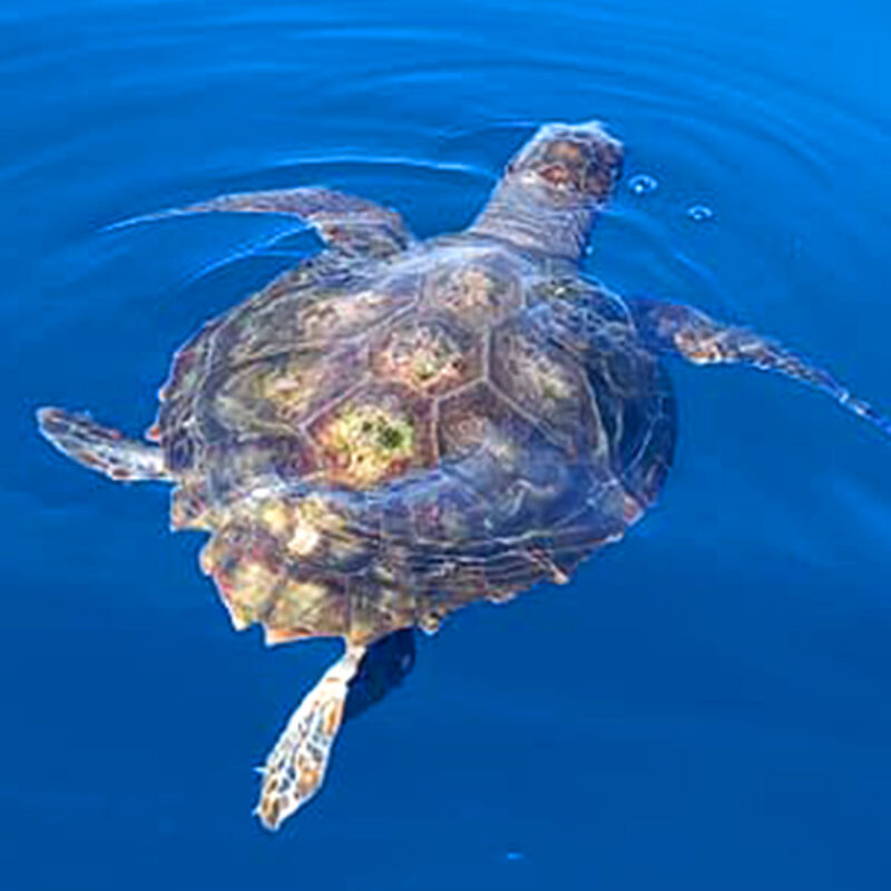 Caretta caretta Loggerhead turtle swimming at bottom of open sea. Lagana Bay, Zákinthos, Greece Project numbers: 9E0103, GR0017, GR0043