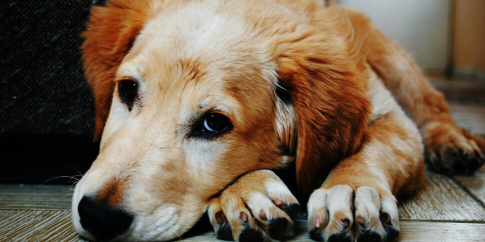 Roma, abusi sessuali su una cagnolina per vendicarsi della moglie: 52enne a processo