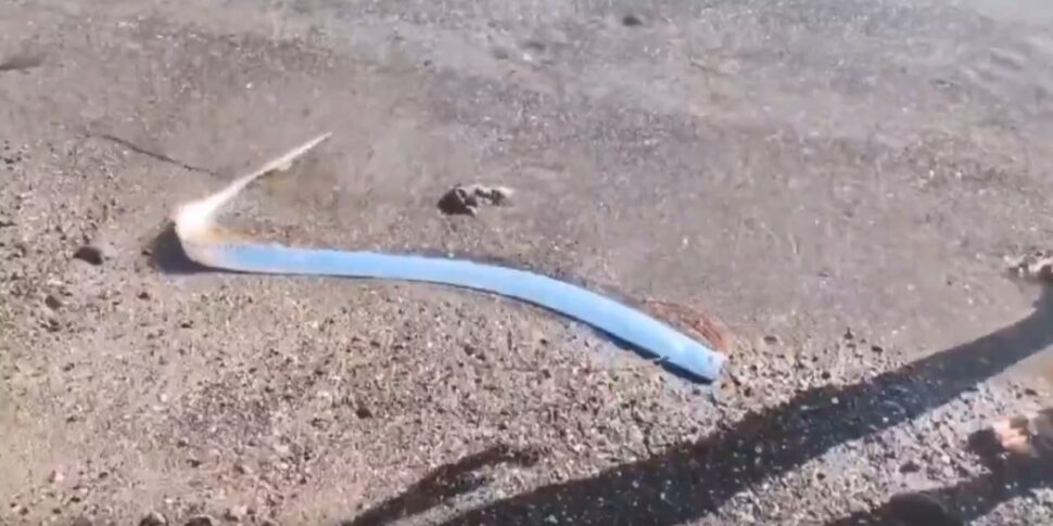 Il video virale del pesce remo trovato su una spiaggia in Messico: perché è ritenuto presagio dell