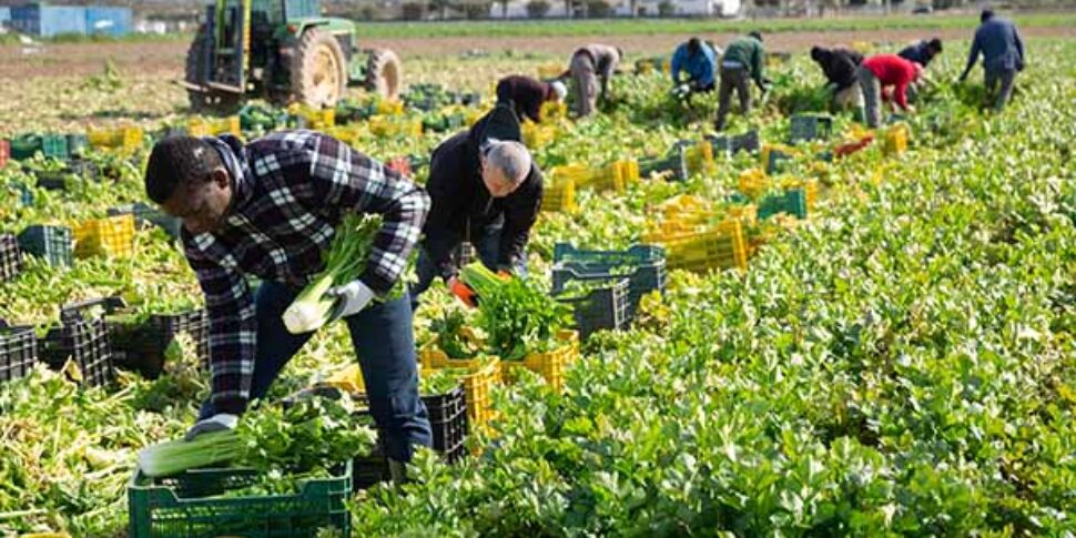 Coldiretti, nei campi mancano 100 mila lavoratori per assicurare le attività di raccolta