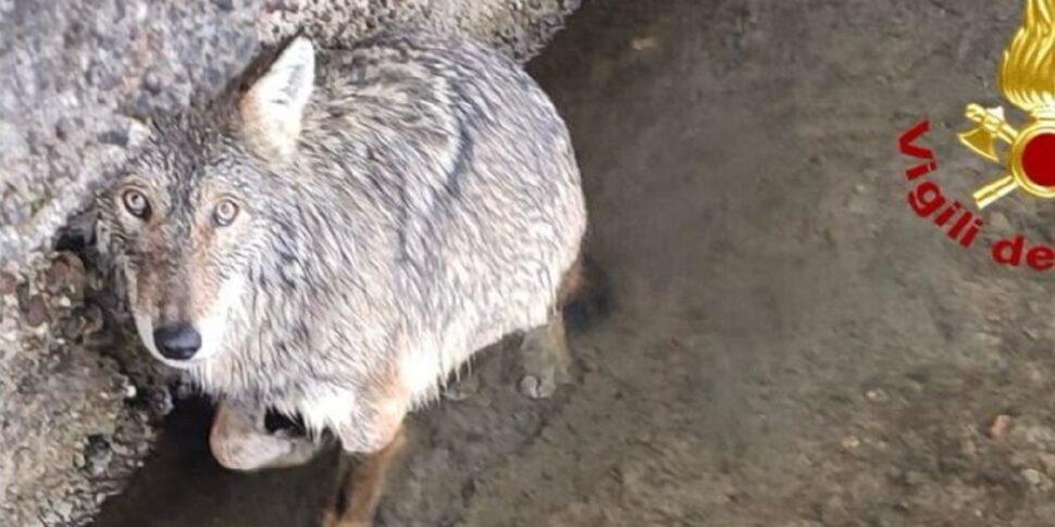 Un lupo finisce in una roggia vicino al Naviglio Grande: il video del salvataggio